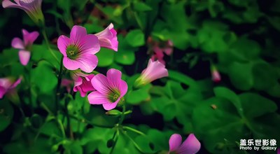 尋找春天【紅花酢漿草】