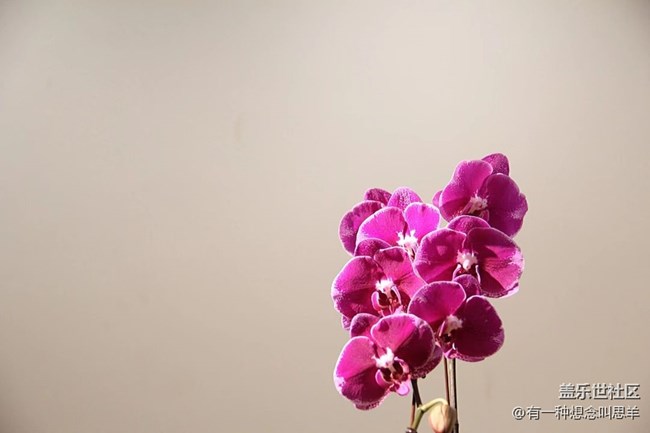 春分時節(jié)+瓶子里的花和葉