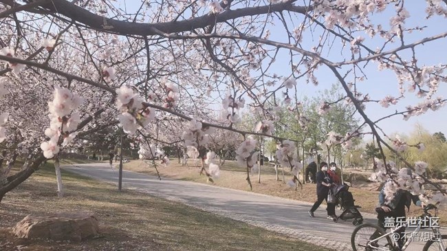 【春分時節(jié)】桃花