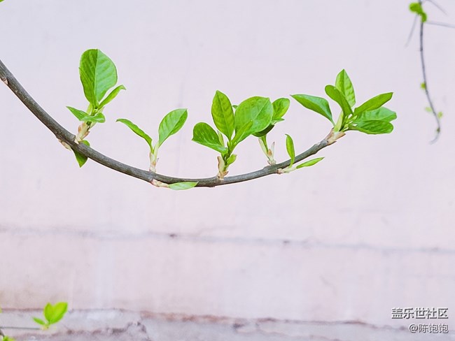 春分時(shí)節(jié)+沒有一樣的樹葉