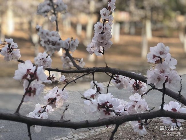 【春分時節(jié)】桃花