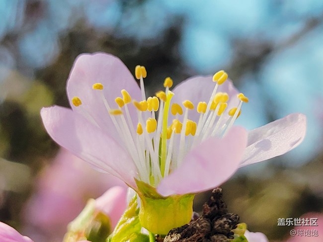 青蔥的春色+春分時(shí)節(jié)桃花開(kāi)開(kāi)