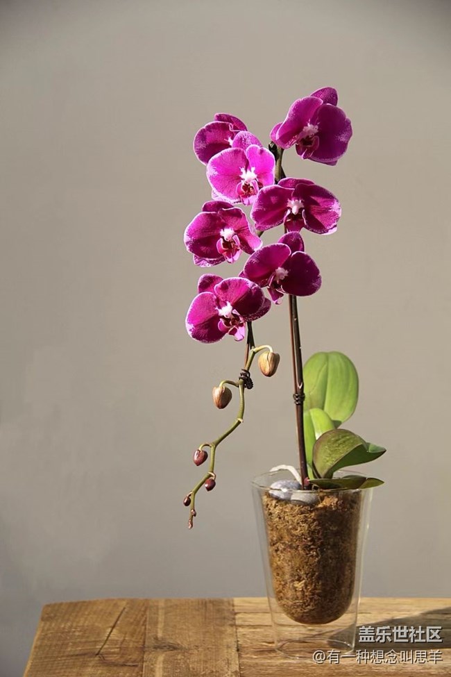 春分時節(jié)+瓶子里的花和葉