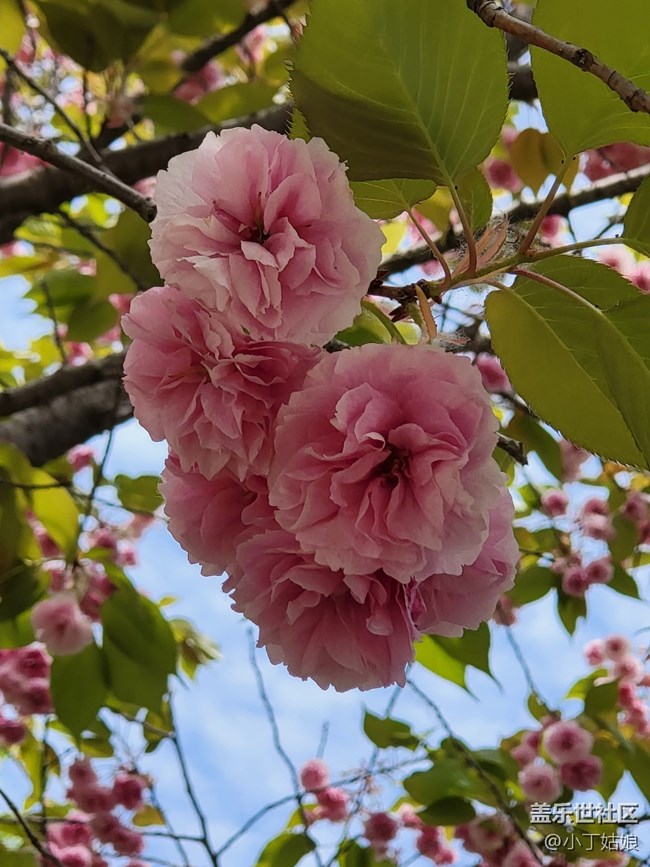 三星Galaxy Z Fold 3 隨手拍拍拍