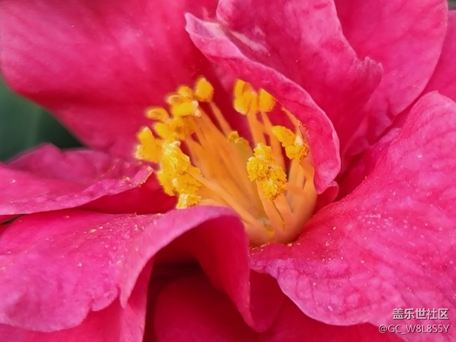 #春天來了——微距