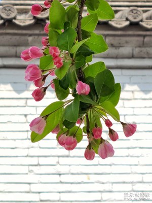 【四月物語(yǔ)】春之美
