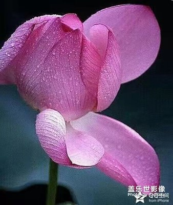 月季花