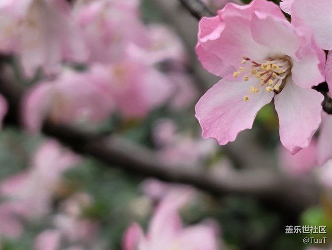 #春天來了——粉色