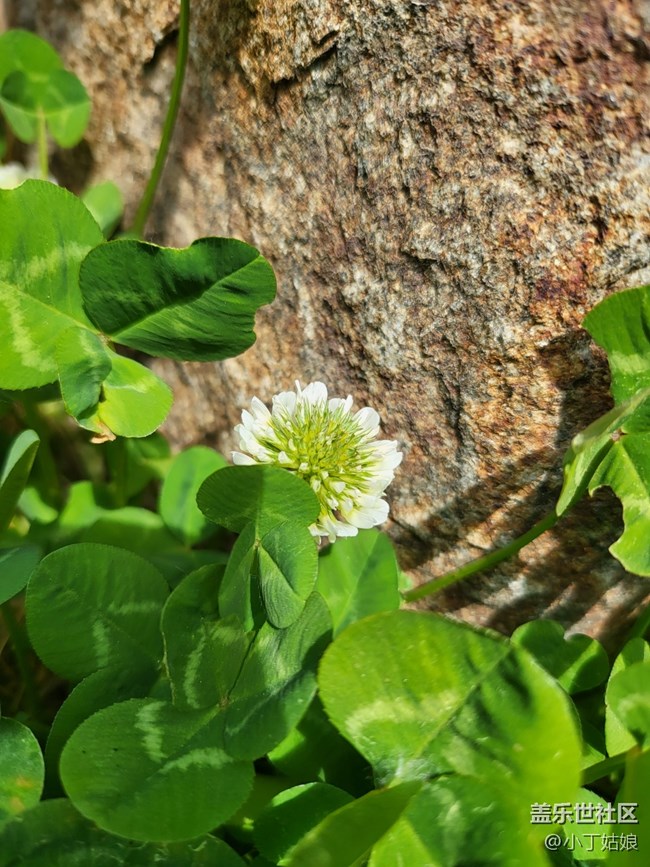 三星Galaxy Z Fold 3 隨手拍拍拍