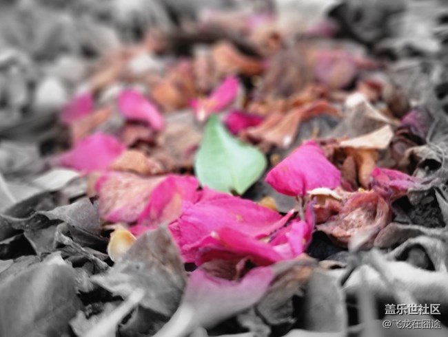 #春天來了——落花