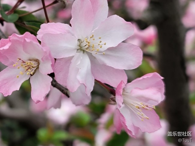 #春天來了——粉色