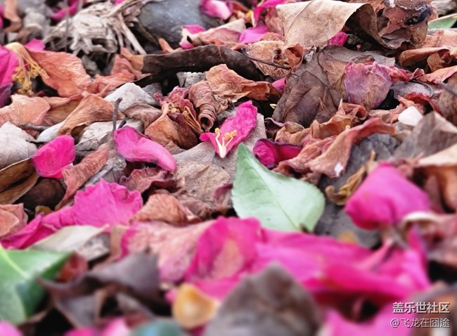 #春天來了——落花