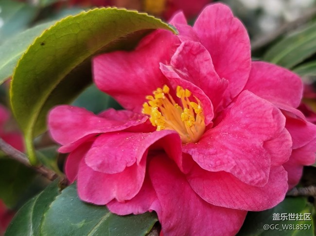 #春天來了——微距