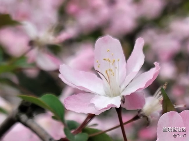 #春天來了——粉色