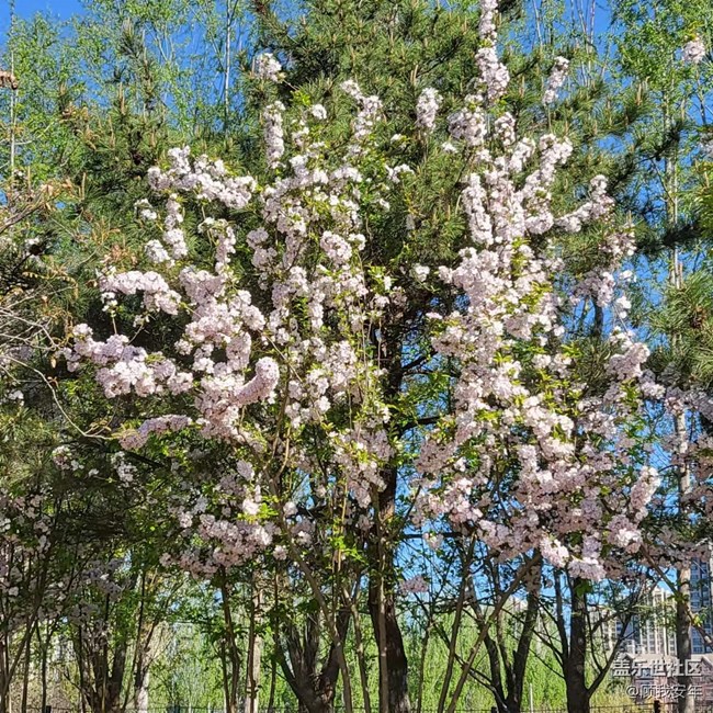 怎樣拍花更好看？Galaxy A53給出的答案