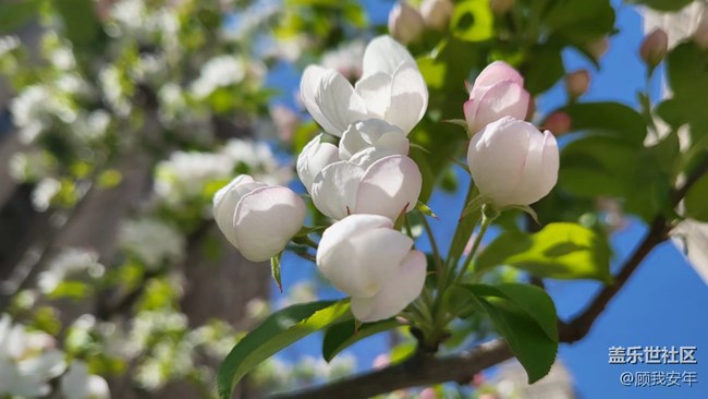 怎樣拍花更好看？Galaxy A53給出的答案