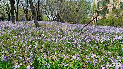 【四月物語】+周邊小景隨拍