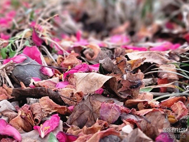 #春天來了——落花