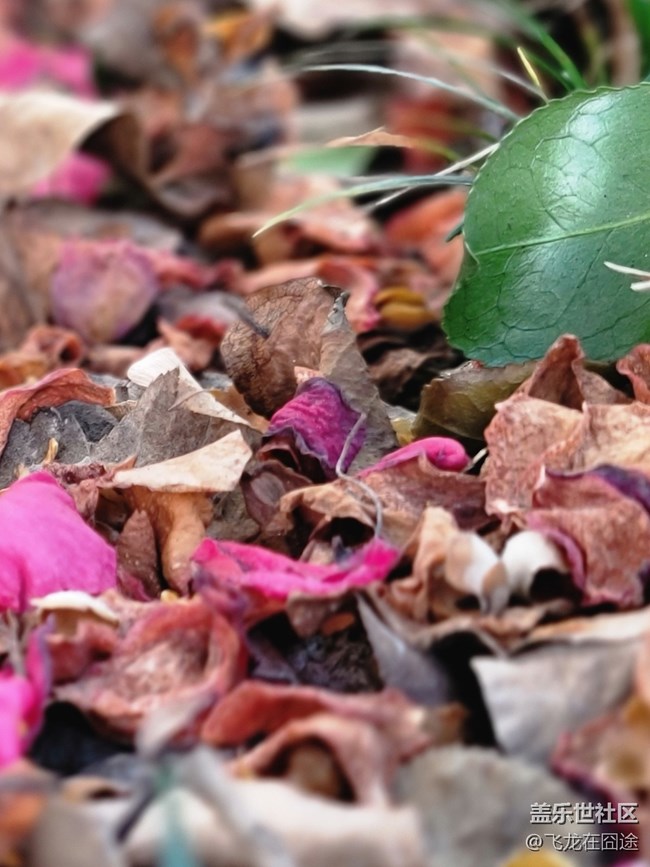 #春天來了——落花