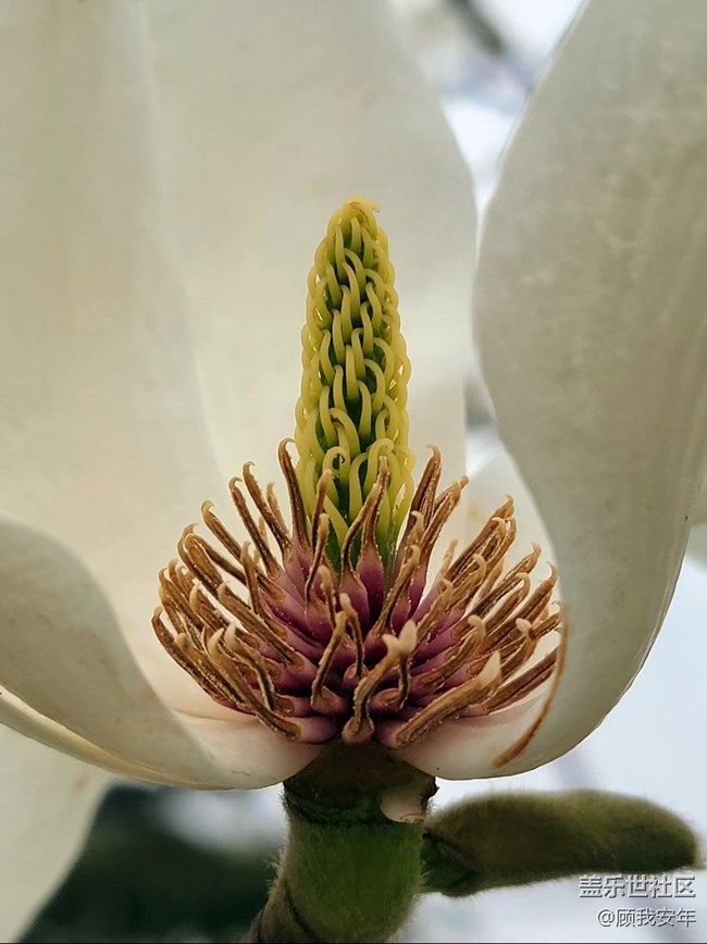 怎樣拍花更好看？Galaxy A53給出的答案