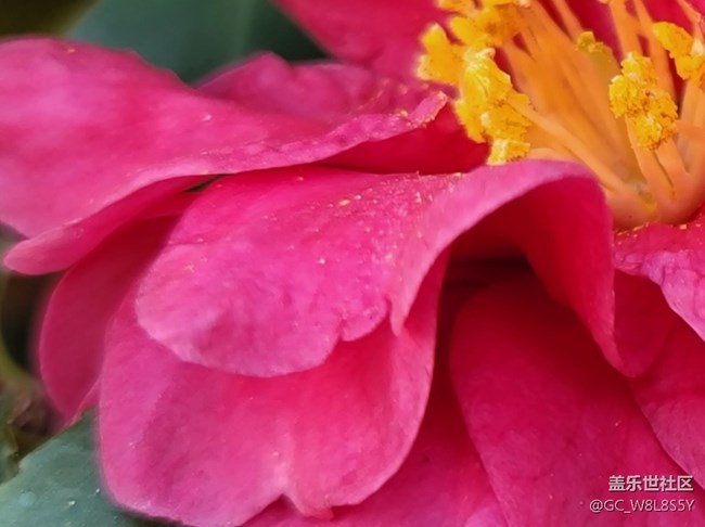 #春天來了——微距