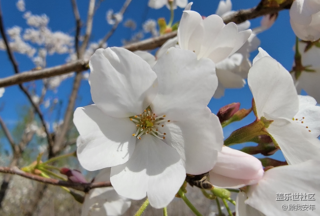 怎樣拍花更好看？Galaxy A53給出的答案