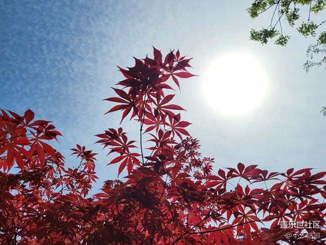 三星Galaxy Z Fold 3 隨手拍拍拍