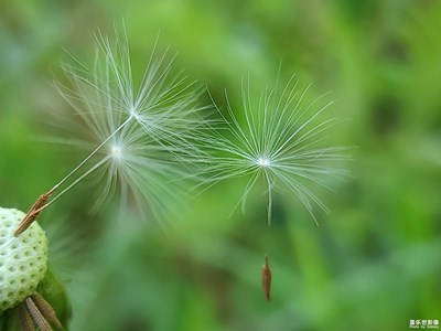 【四月物語(yǔ)】舞天涯