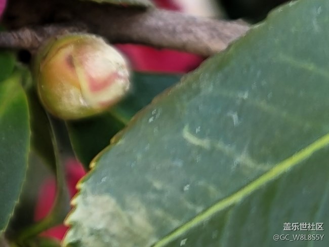 #春天來了——微距