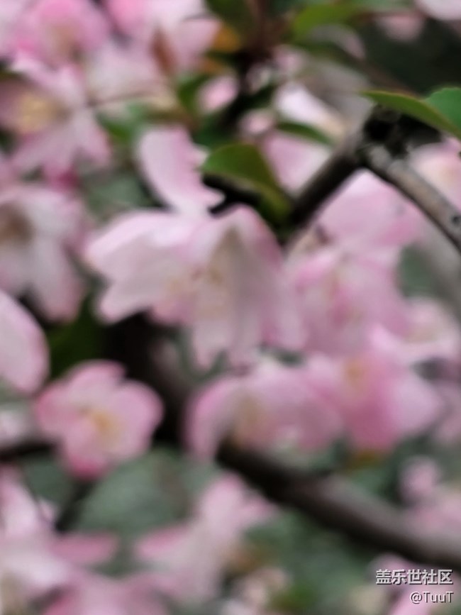 #春天來了——粉色