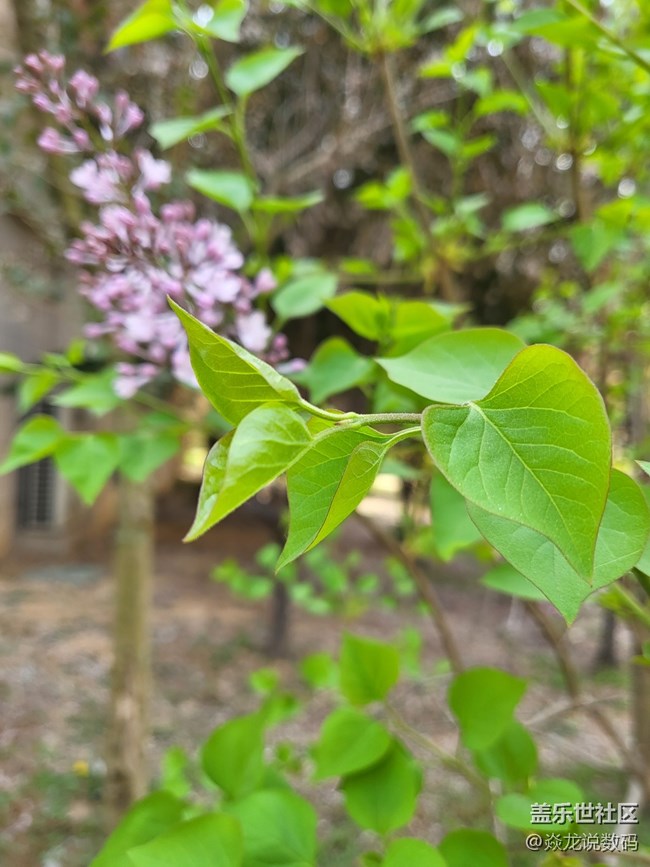 日常記錄生活，你們喜歡用相機(jī)or手機(jī)？