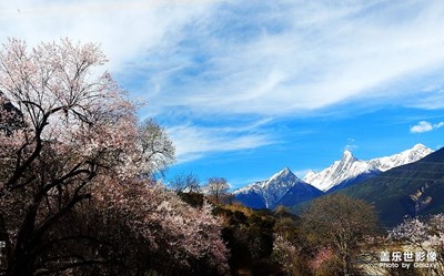 雪山春色