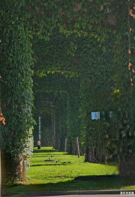 [四月物語(yǔ)]＋城市里的愛(ài)麗絲樂(lè)園