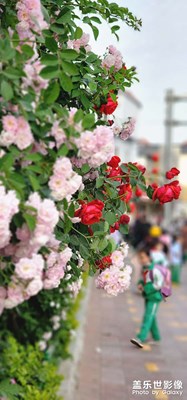 薔薇花開滿墻香
