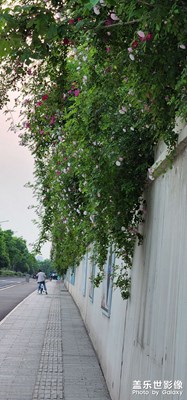 隨手拍
