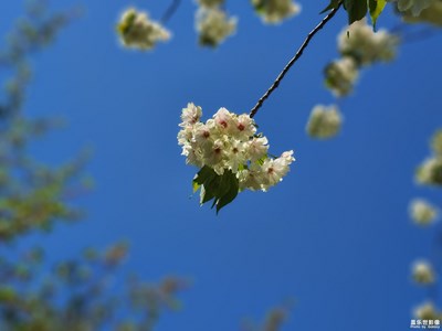 【四月物語】+綠櫻郁金