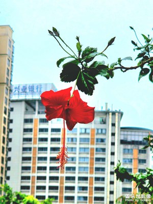 一夜風(fēng)雨滿地傷，脫俗清新看扶桑。