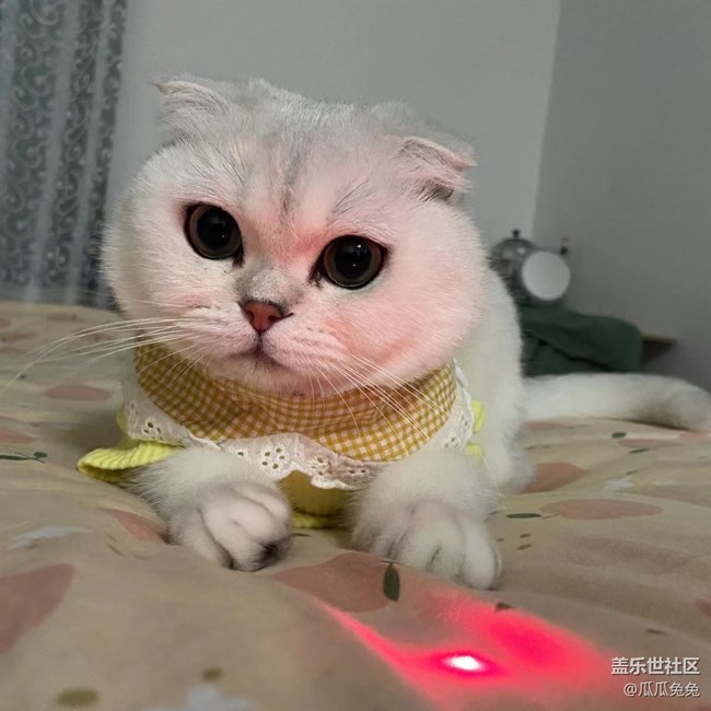 [可愛的它]朋友家的可愛貓貓狗狗