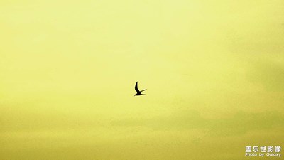 鳥