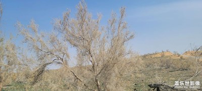 沙漠