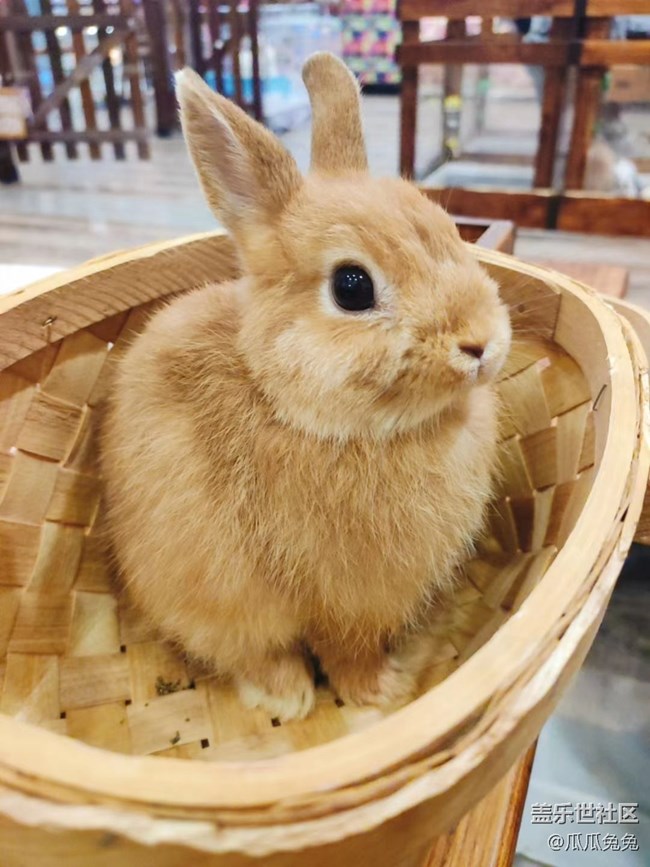 [可愛的它]朋友家的可愛貓貓狗狗