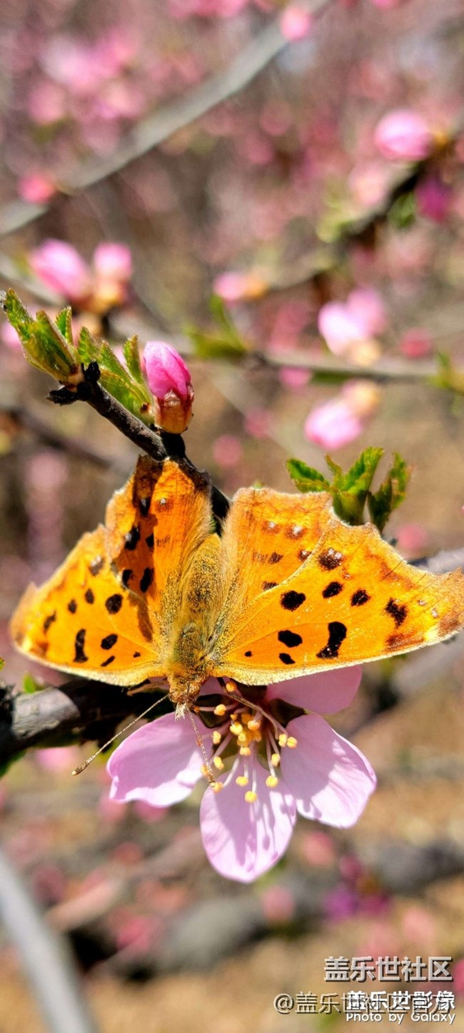 《每周星鮮事》 第102期:隨手拍好春光 抽取春日好禮