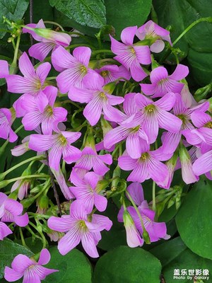 小花開處不下風