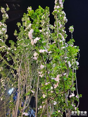 【夜城春】+夜偶初春