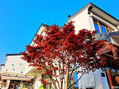 【A53美不止一面】