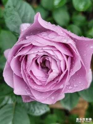 月季花