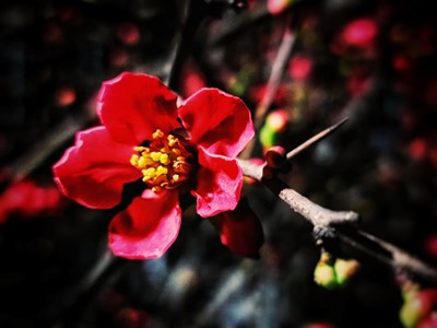 【夜城春】+夜的美好