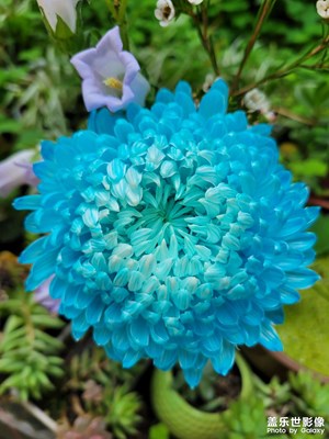 藍(lán)菊花