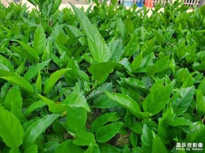 園林綠色植物