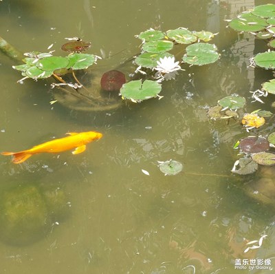 游魚樂(lè)